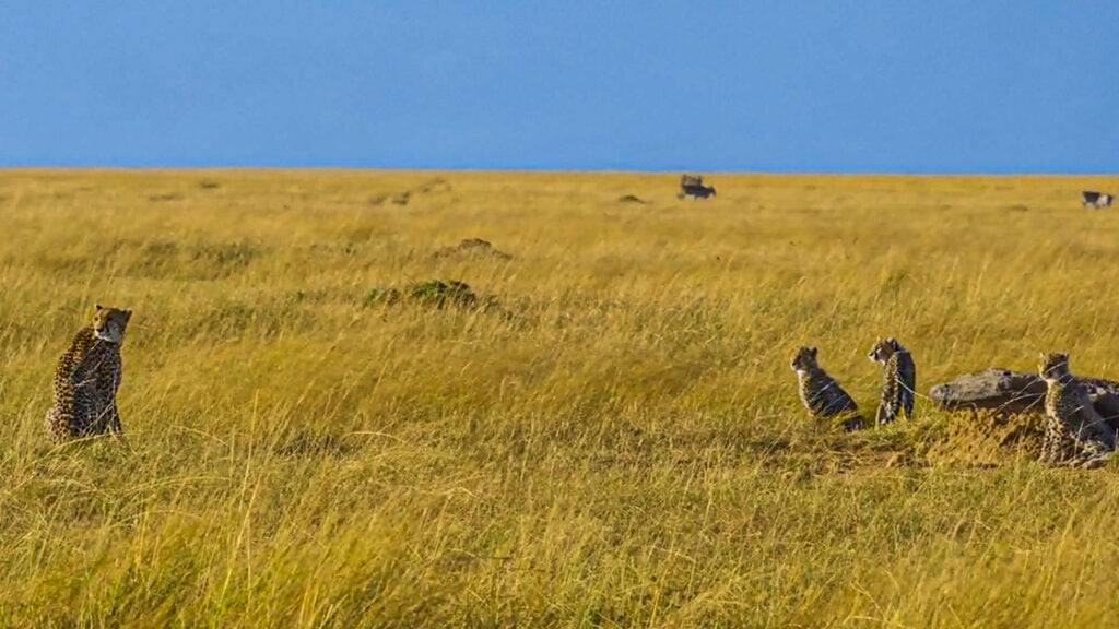 Cheetah Hunts Impala While Teaching Three Cubs