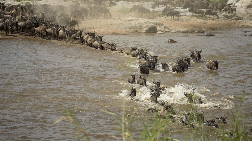 Wildebeests Brave Croc-Infested Waters to Cross