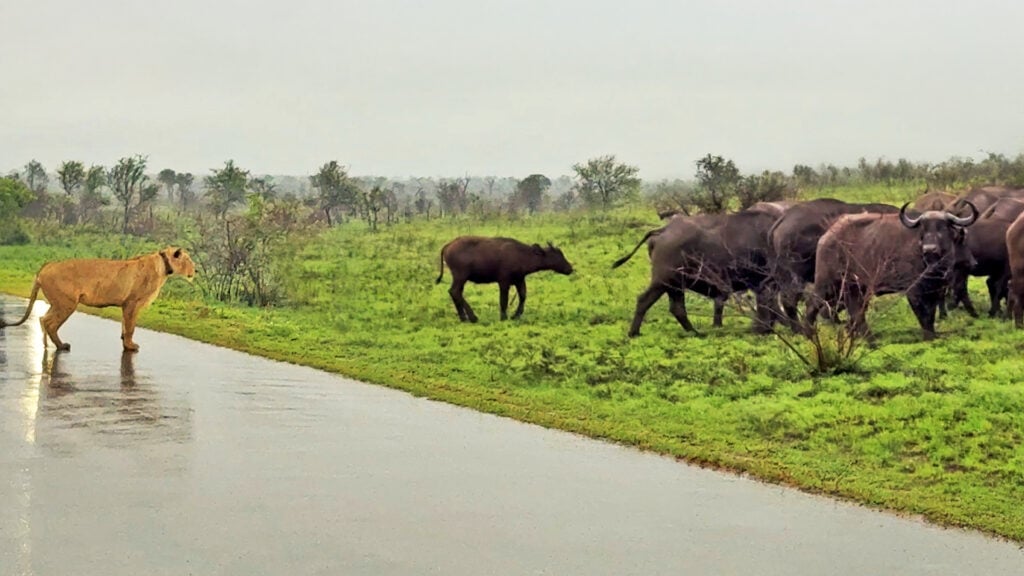Buffalos Leave Slow Calf Behind to Face a Lioness by Itself 