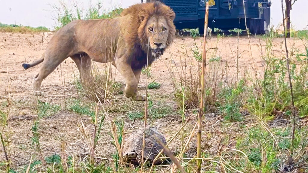Tortoises Have Terrifying Close Call With Big Lion