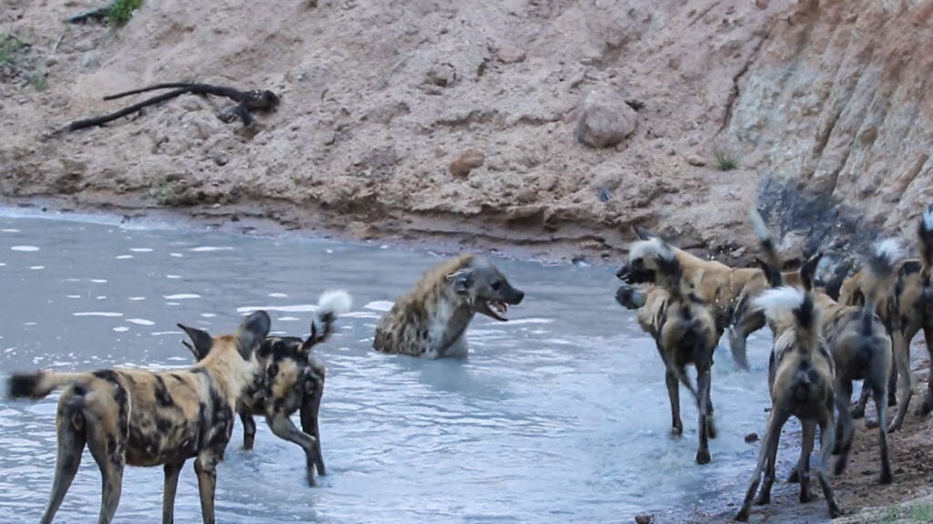 Hyena Finds Itself Cornered in the Water by Curious Wild Dogs