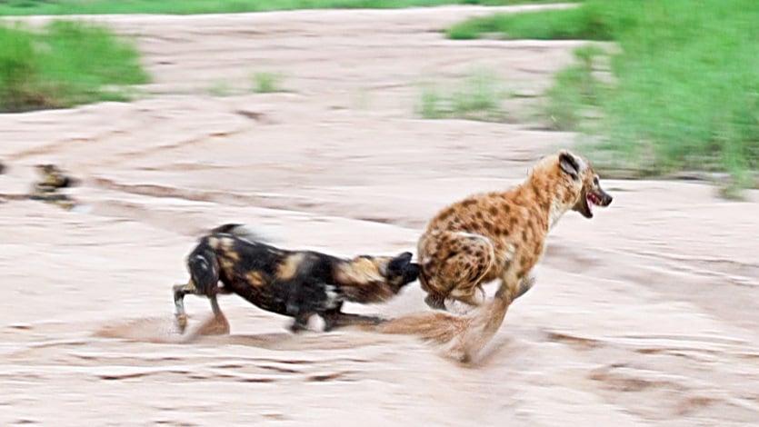 Wild Dog Plays Tag With Laughing Hyena