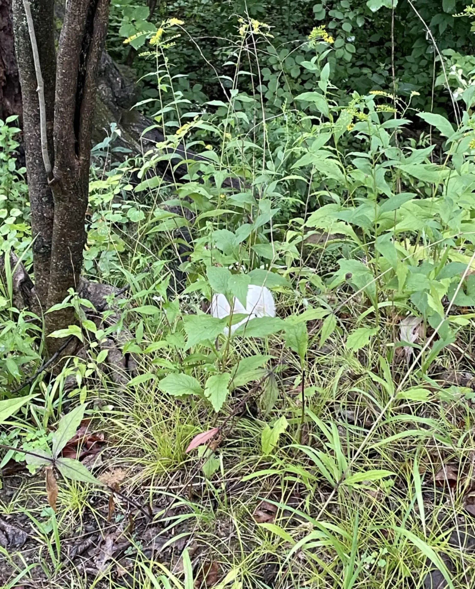 Illinois Hikers Find Mysterious Creature In The Forest, Leading To A Surprising Turn Of Events