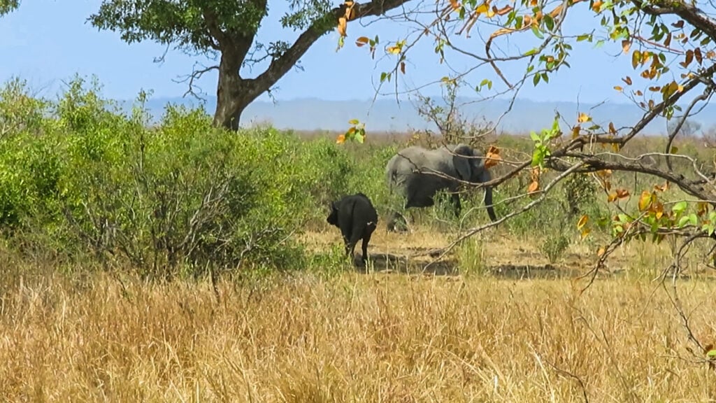 Brave Buffalo Stands Its Ground Against Elephant