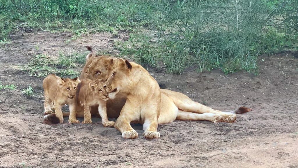 Lion Cubs Return From Adventure to Adorable Reunion
