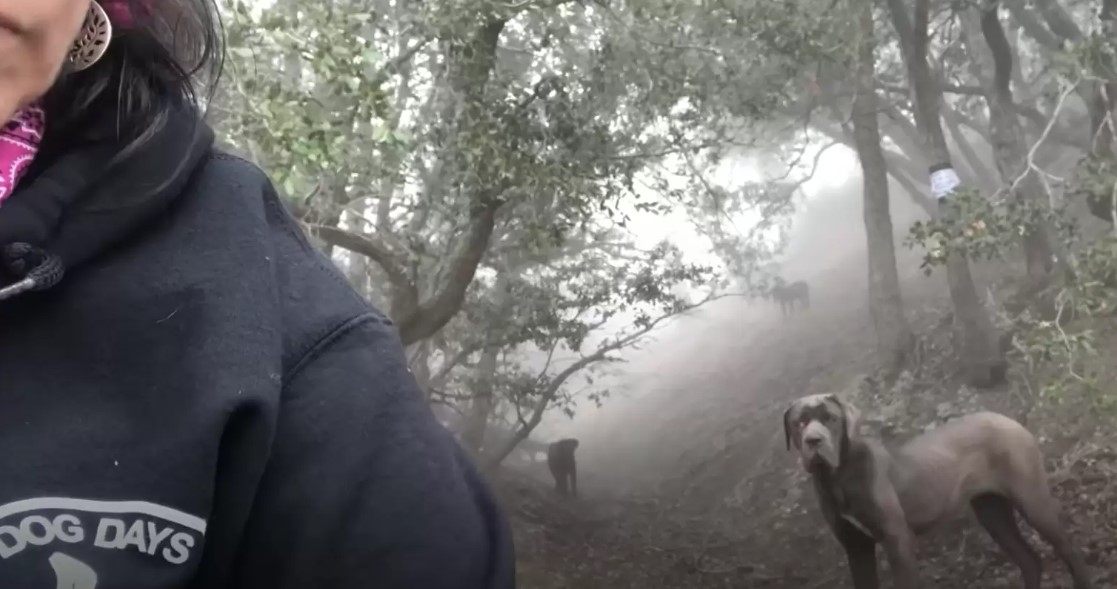 Woman Pursues A Shadowy Shape Up California Mountain And Finds Herself In A Life-Changing Moment