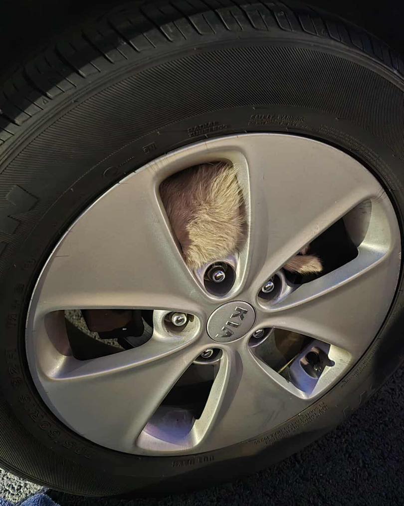 Indiana Driver Pulls Over When A Small Furry Figure Scrambles Toward Traffic Searching For Safety