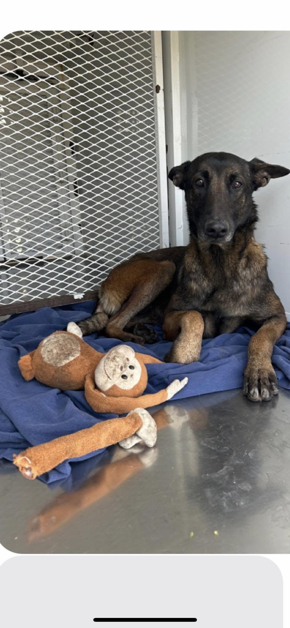 Pup Abandoned On Oregon Street Clings To Her Stuffed Monkey As Witnesses Watch In Shock