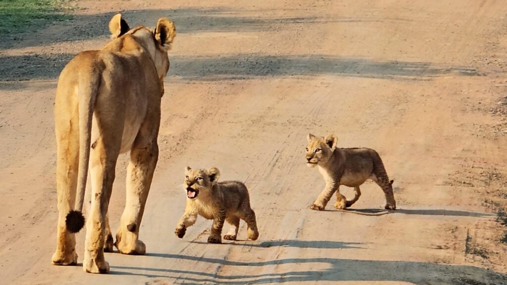 Lioness Reunites with Her Separated Cubs After Hearing Their Cries