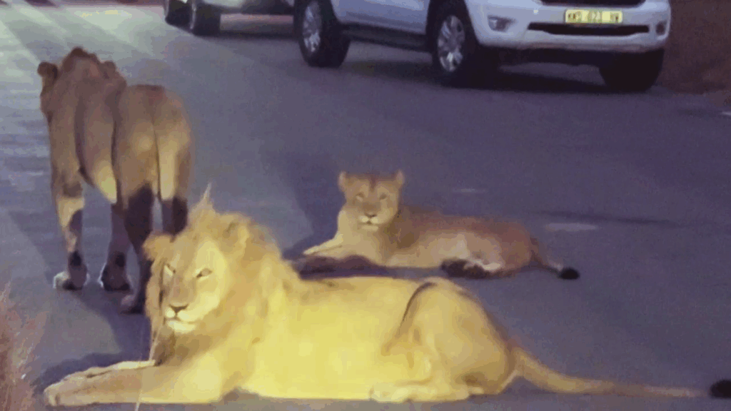 Lion Pride Completely Blocks Road During Night Hunt