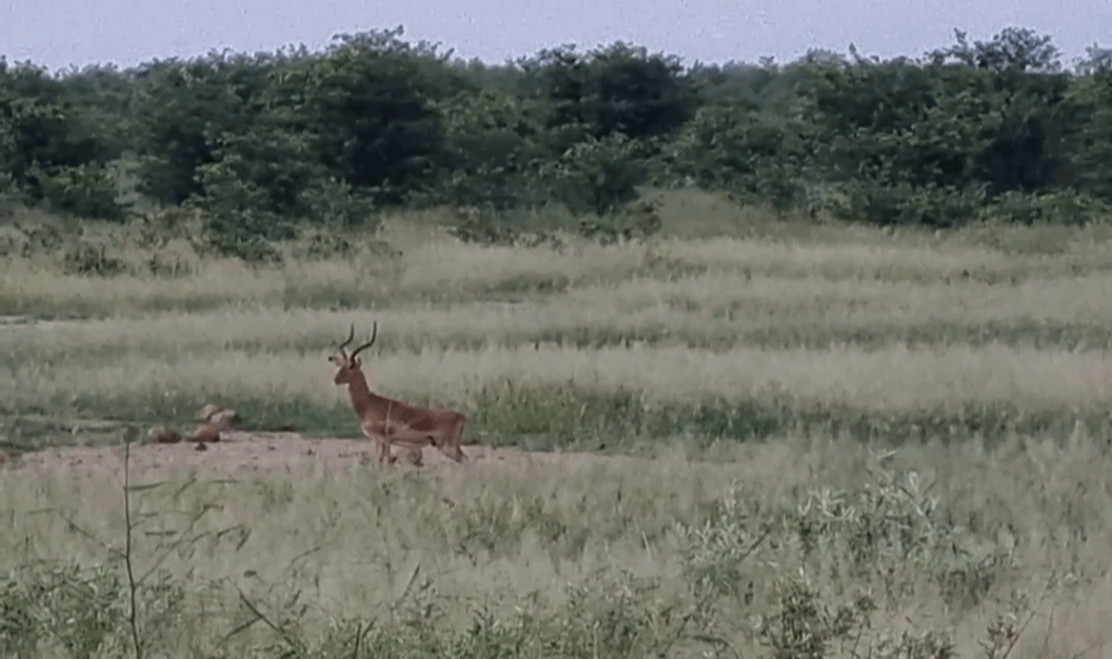 Stalking in Silence: Cheetah Gets Closer to Grazing Impala