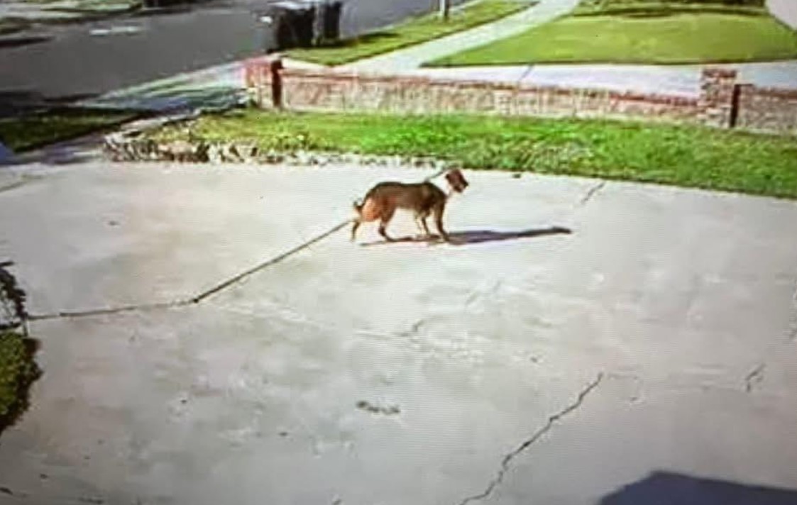 Runaway Dog's Agonizing Escape: Neighbors Launch Aggressive Trap To Catch Terrified Stray From Coyote Danger