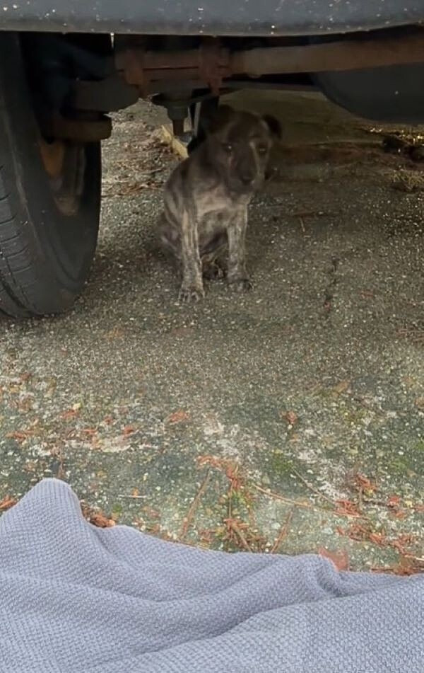 Abandoned Puppy's Shocking Secret Exposed: Rescuer Uncovers Missing Sibling In Forest Mystery