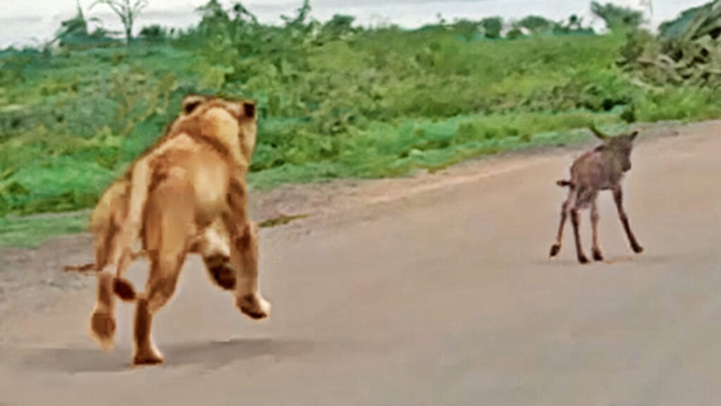 ISOLATED AND ANNIHILATED: Heartbreaking Video Captures Baby Wildebeest Losing Its Herd And Brutally Seized By Lioness!