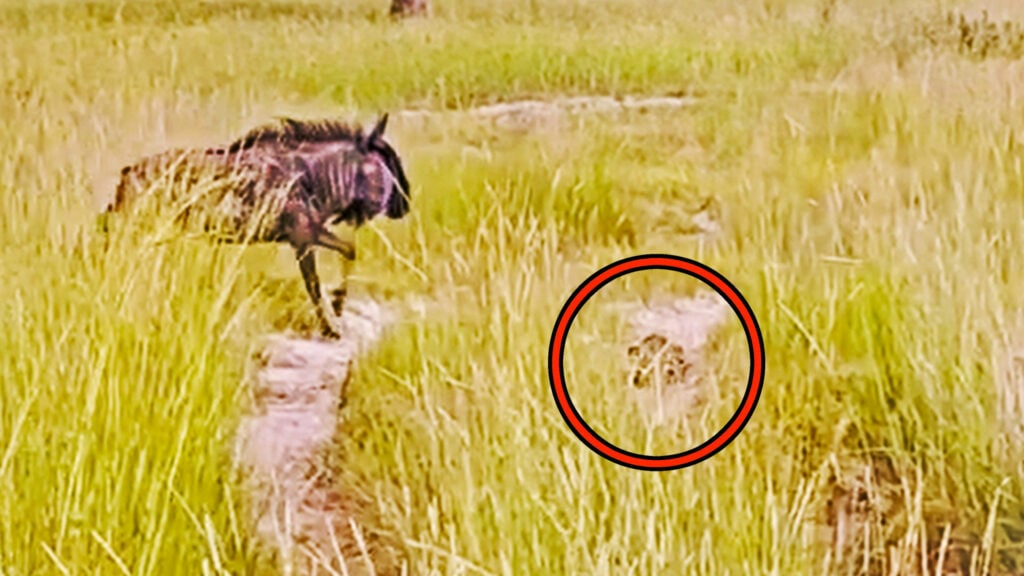 HERO MOM'S DEFEAT: Watch A Leopard Brutally Ambushes A Baby Wildebeest As The Herd Watches In STUNNED SILENCE!