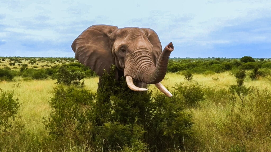 SAFARI SHOCKER: Watch This Giant Elephant BREAK The Rules and 'WAVE' At Terrified Tourists!