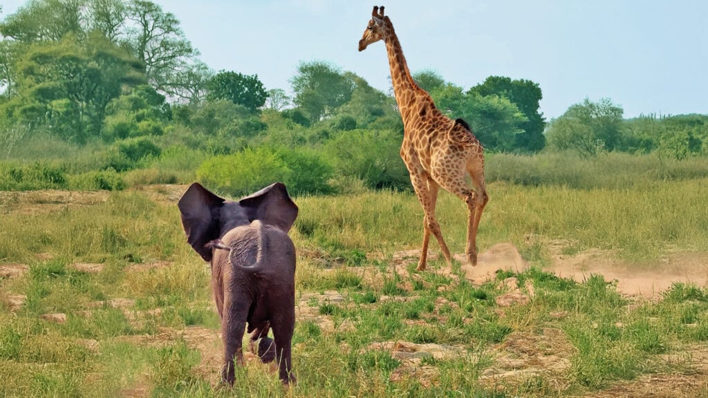 BABY ELEPHANT GONE WILD: Watch The Adorable Idiot Charge a Giraffe Just To Impress His Mother!
