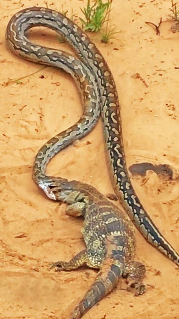 MONITOR LIZARD MURDER: Giant Rock Python Uses Anchor Bite And CRUSHING Coils To Annihilate Goliath Lizard!