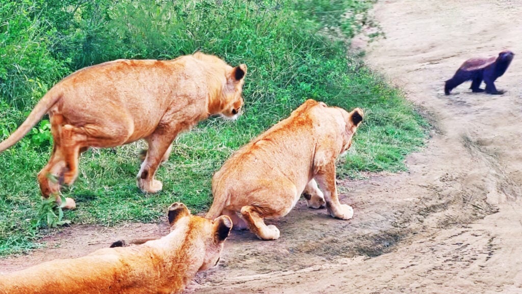 LION COWARDICE EXPOSED: Watch This Honey Badger Terrorize Three Massive Lions And Walk Away Unscathed!