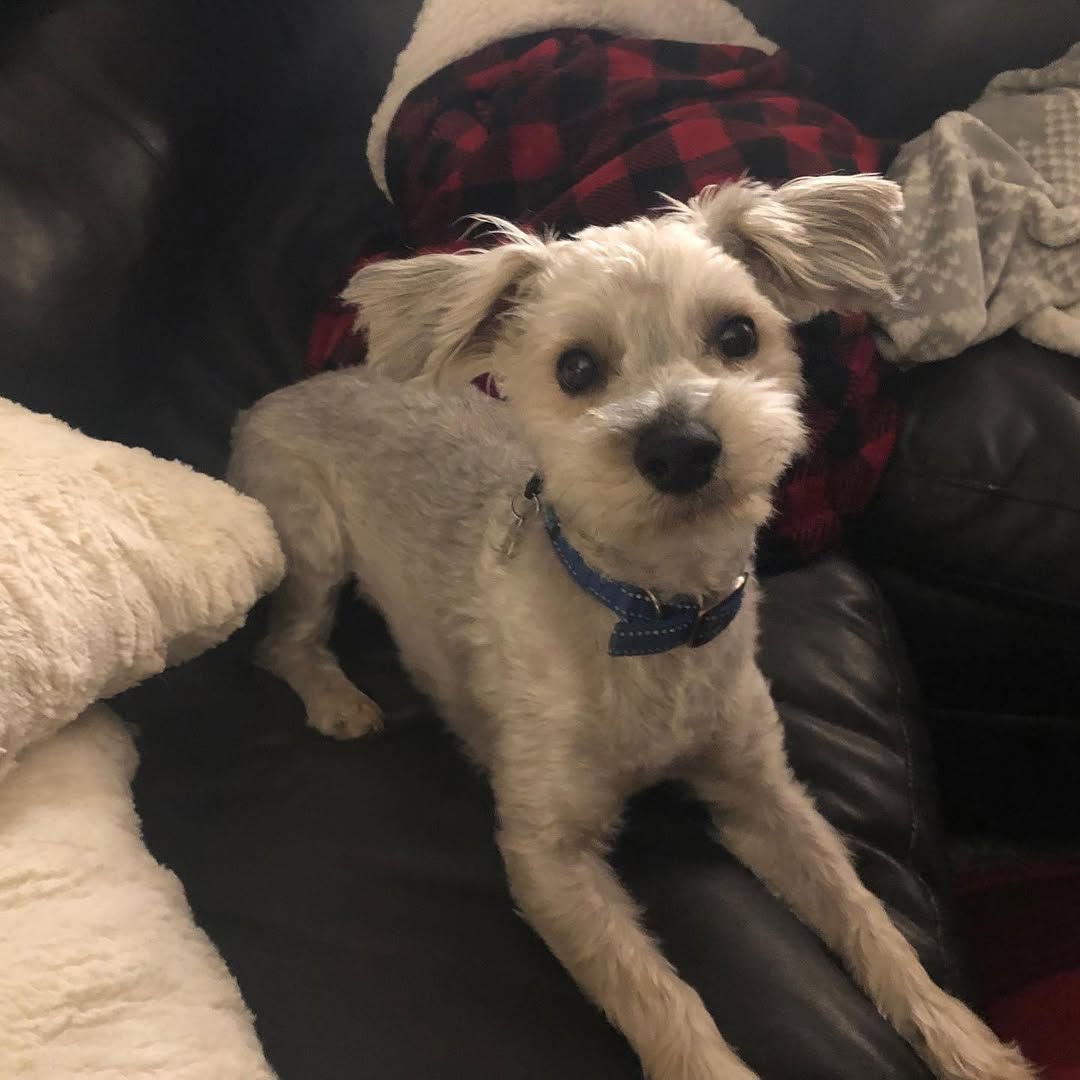 Virginia Farm Pup’s Goofy Transformation From Snow-White To Hulk Green Stuns His Mom