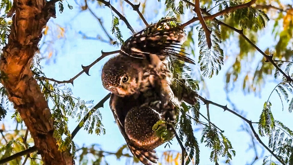 Witnessing the Elusive Mating Display of Pearl-Spotted Owls