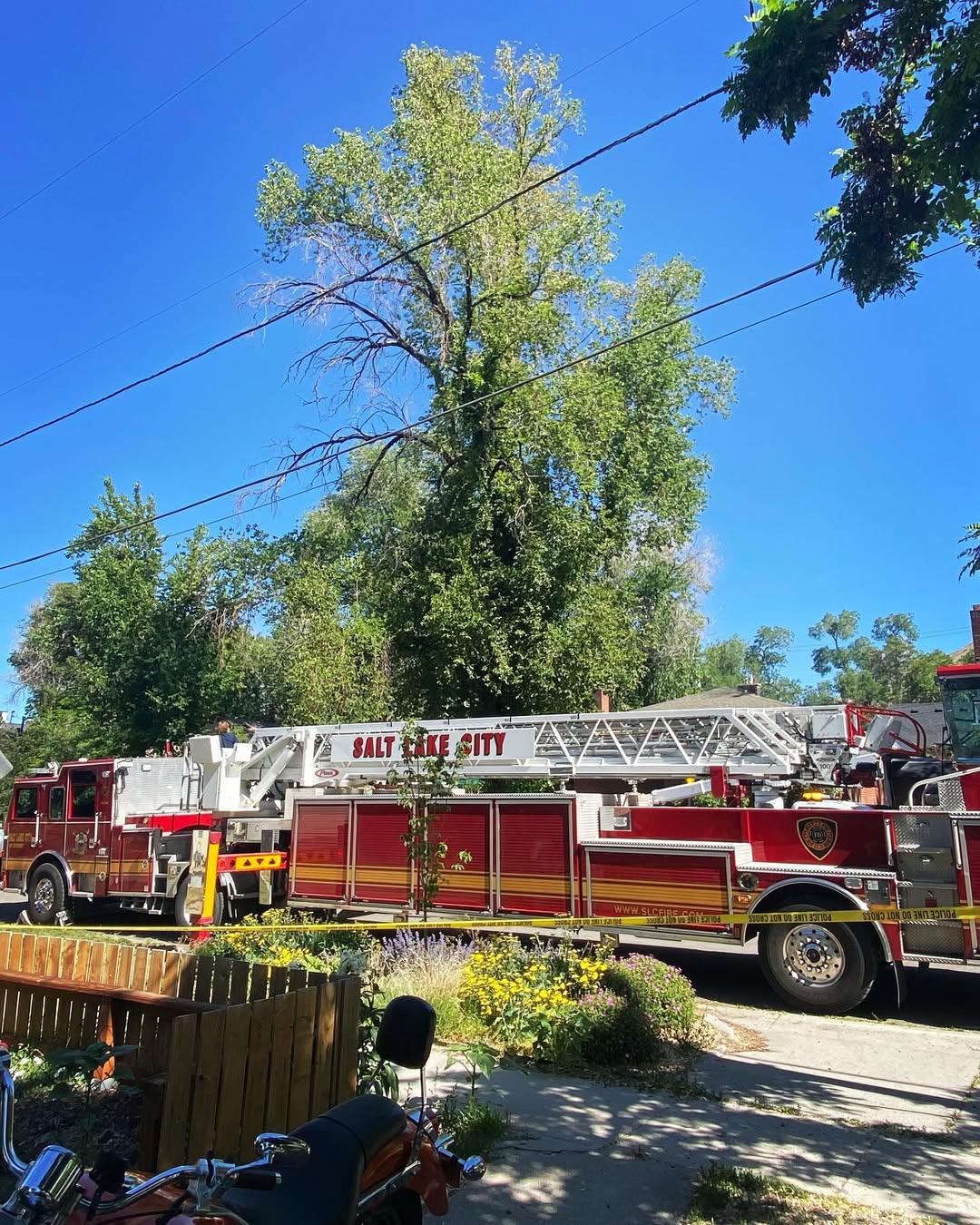 Utah Neighbors Shocked To Find A Massive Creature Perched In A Tree