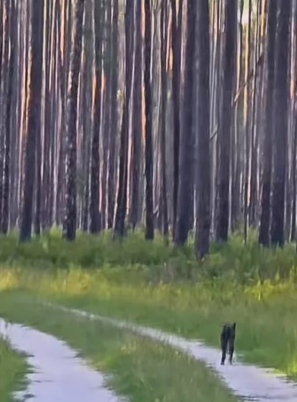 Florida Man’s Chance Encounter With A Frail Puppy Inspires A Mission To Help More Dogs In Need