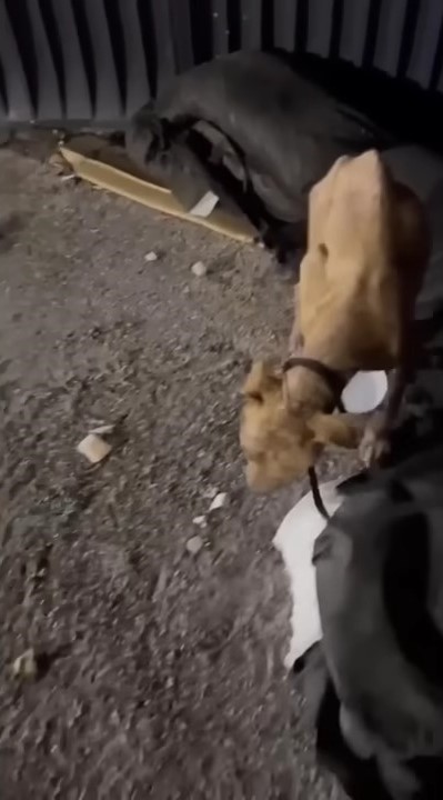 Texas Rescue Team Confronts Heartbreak When A Starved Dog Collapses Near A Dumpster