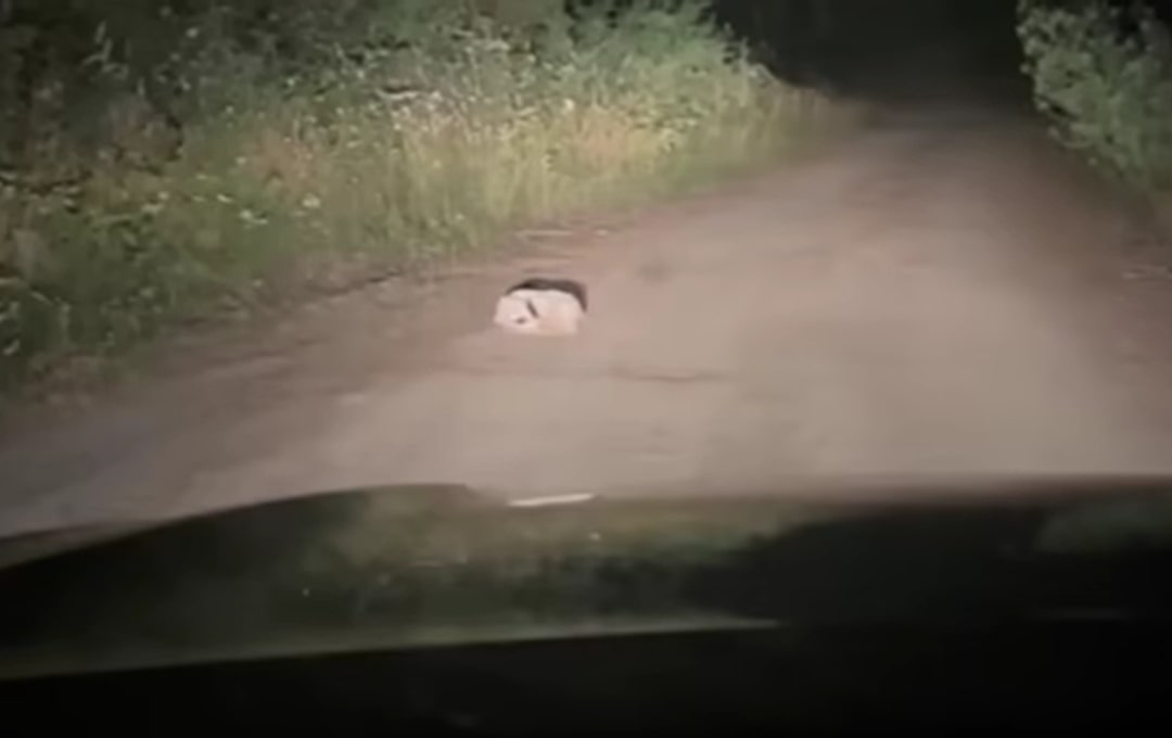 Camper Sees Mysterious White Lump On Oregon Backroad And Is Shocked To Realize It’s Alive