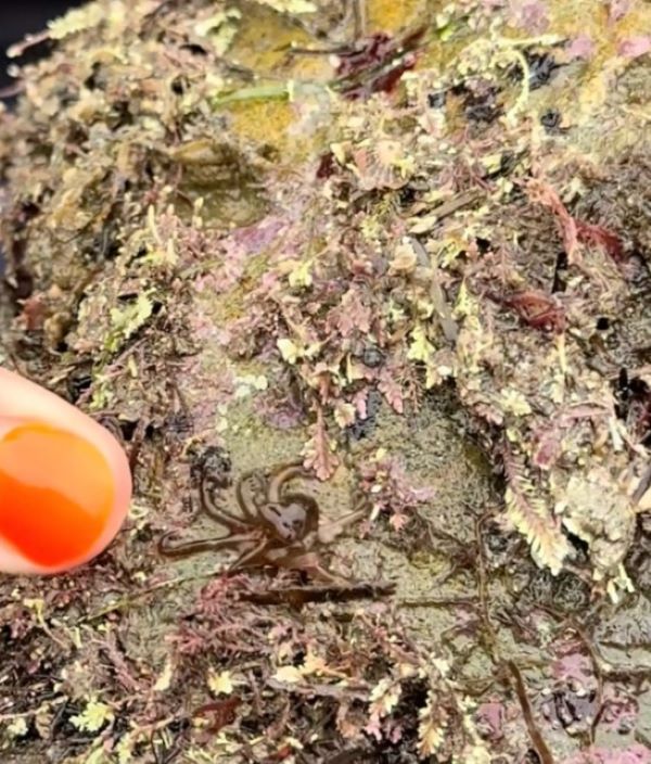 California Woman Lifts A Rock And Finds A Mysterious Creature Moving Beneath The Seaweed