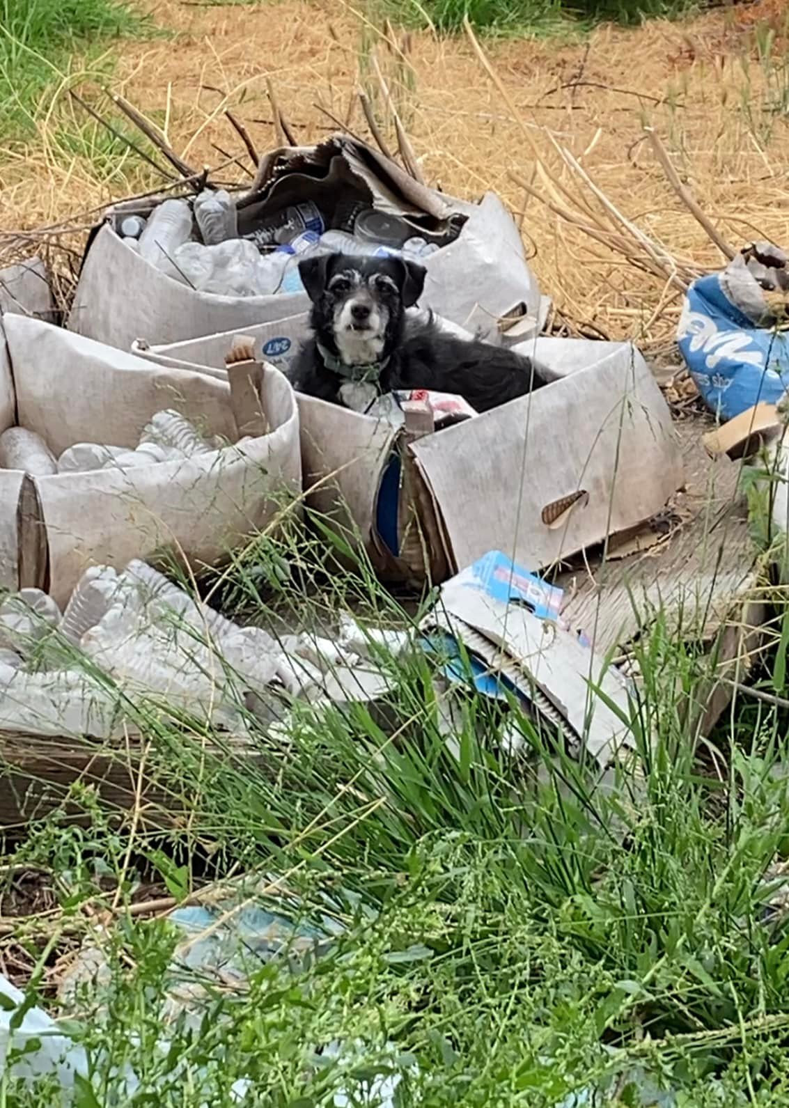 Senior Dog In California Waits In A Cardboard Box Hoping His Family Will Come Back