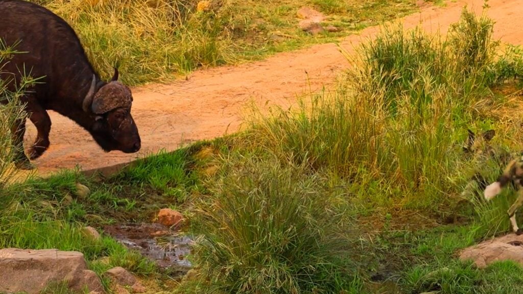 Buffalo Approaches, Causing Wild Dogs to Scatter