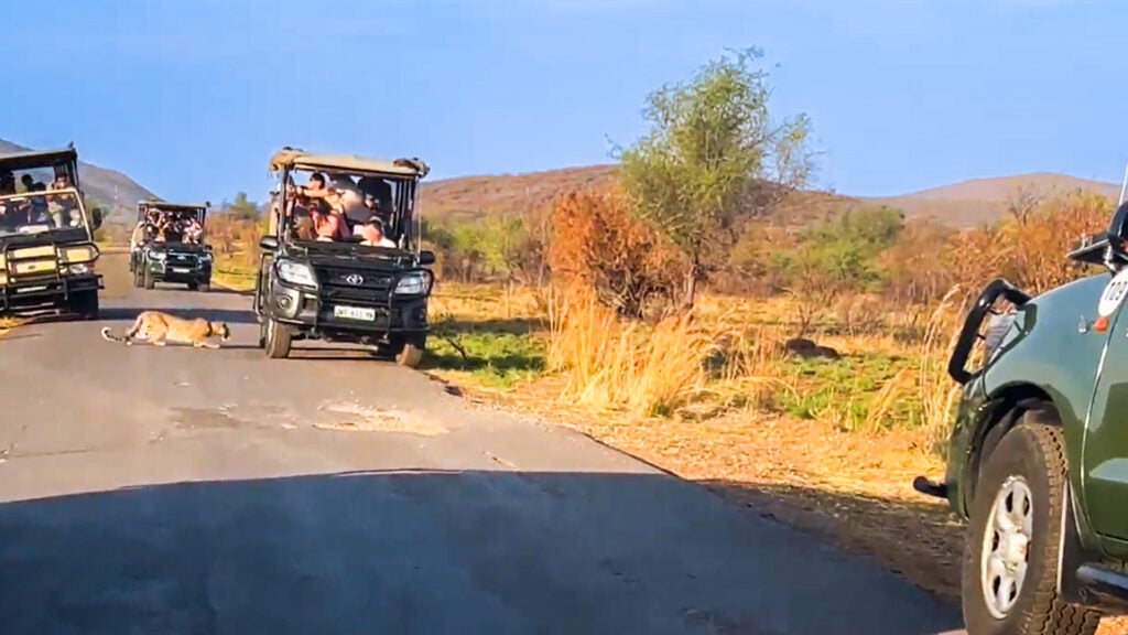 Wild Moment As Leopard Crawls Right Beneath The Vehicle