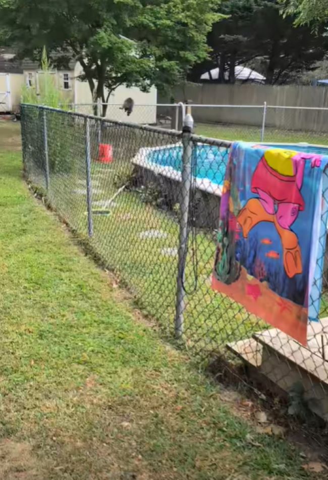 New York Family’s Quick Reaction Saves A Wild Animal From Drowning And Danger