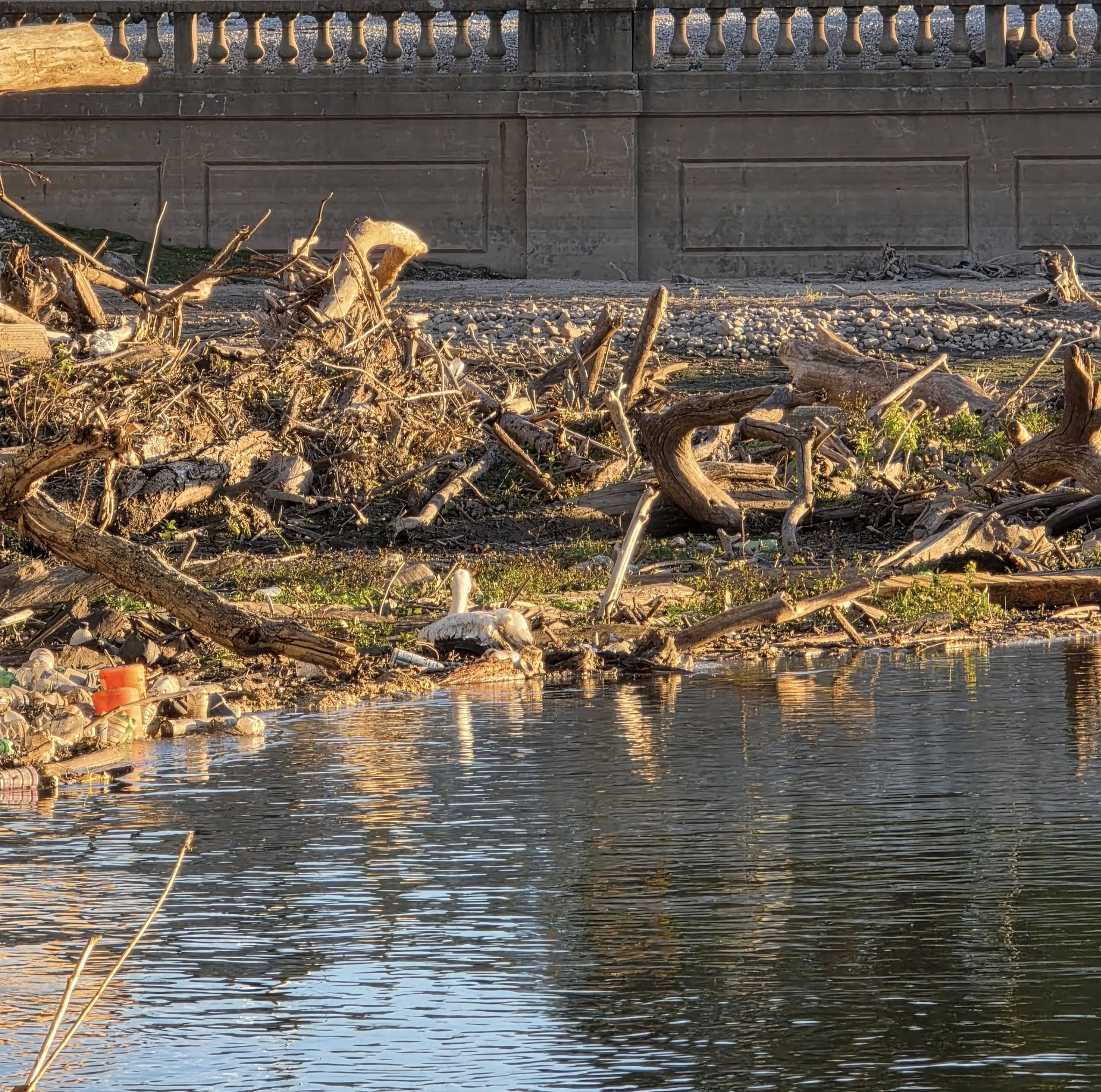 Iowa Locals Noticed An Animal Stuck In Sludge Under The Bridge So They Contacted Rescuers For Help