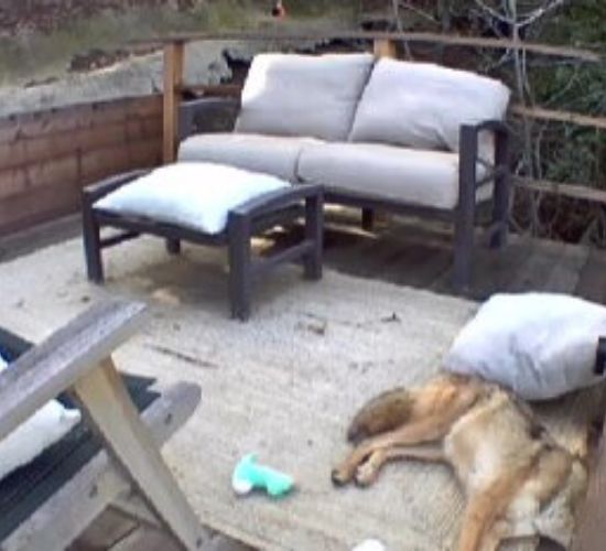 Mysterious Animal In California Finds Joy In Dog Toys Even Though It’s Something Different