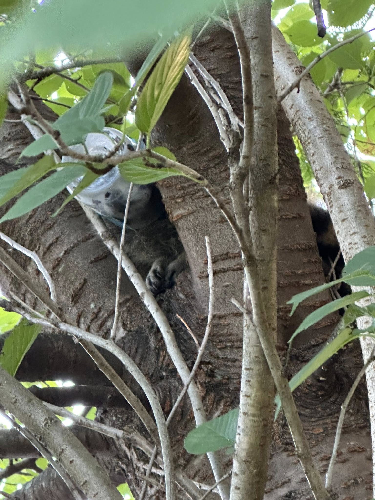 New York Rescuers Spotted An Animal On A Tree With Something Odd Stuck On Its Head