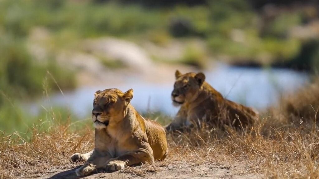 Close Encounter: Lions Miss Their Mark In Front Of MalaMala Camp