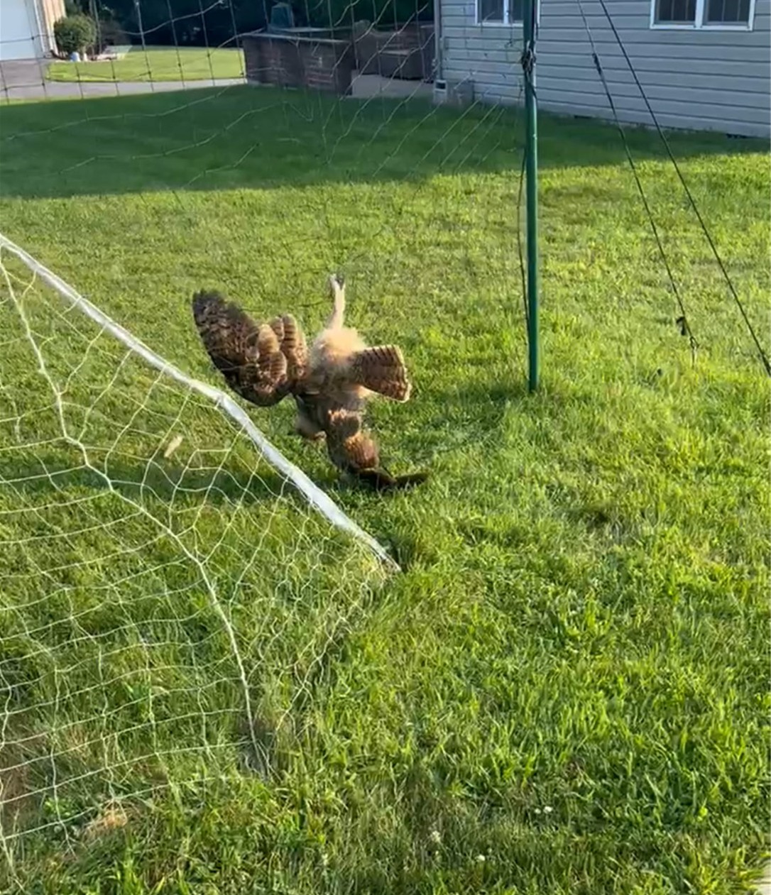 Pennsylvania Neighbors Rush To Help When A Distressed Figure Appears Tangled In The Backyard