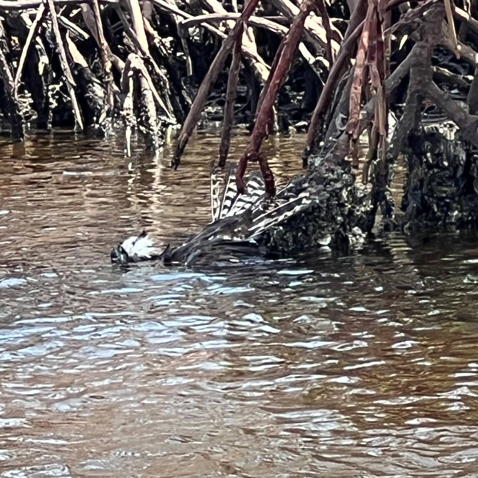 Florida Paddleboarder Sees Feathers Floating In The Water, But What Happens Next Is Unbelievable