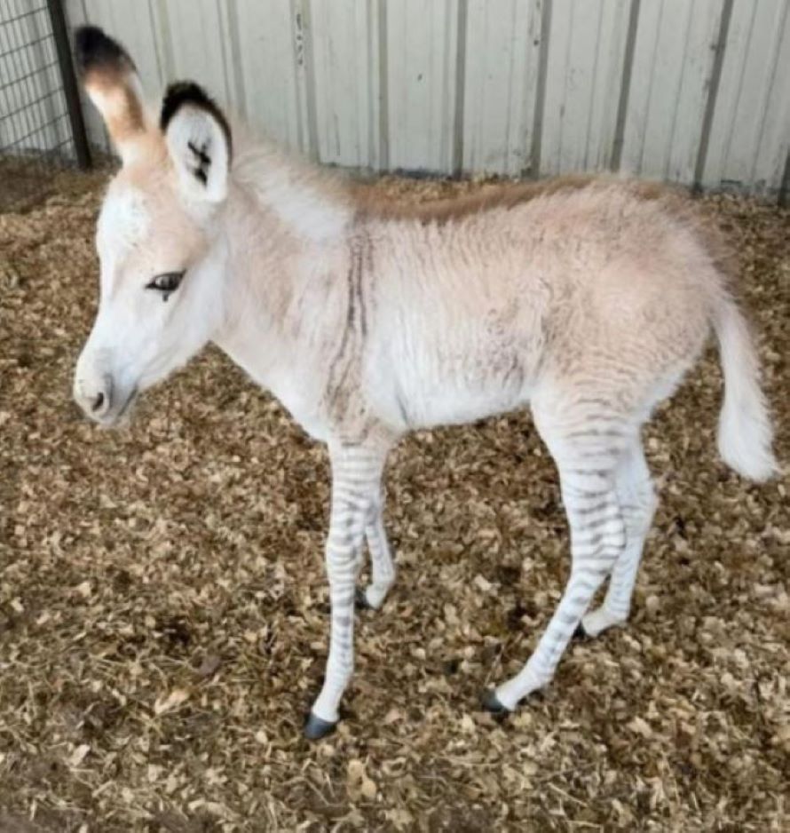 Texas Rescuer’s Heart Stops When She Sees A Strange Young Animal Waiting Alone In A Pen