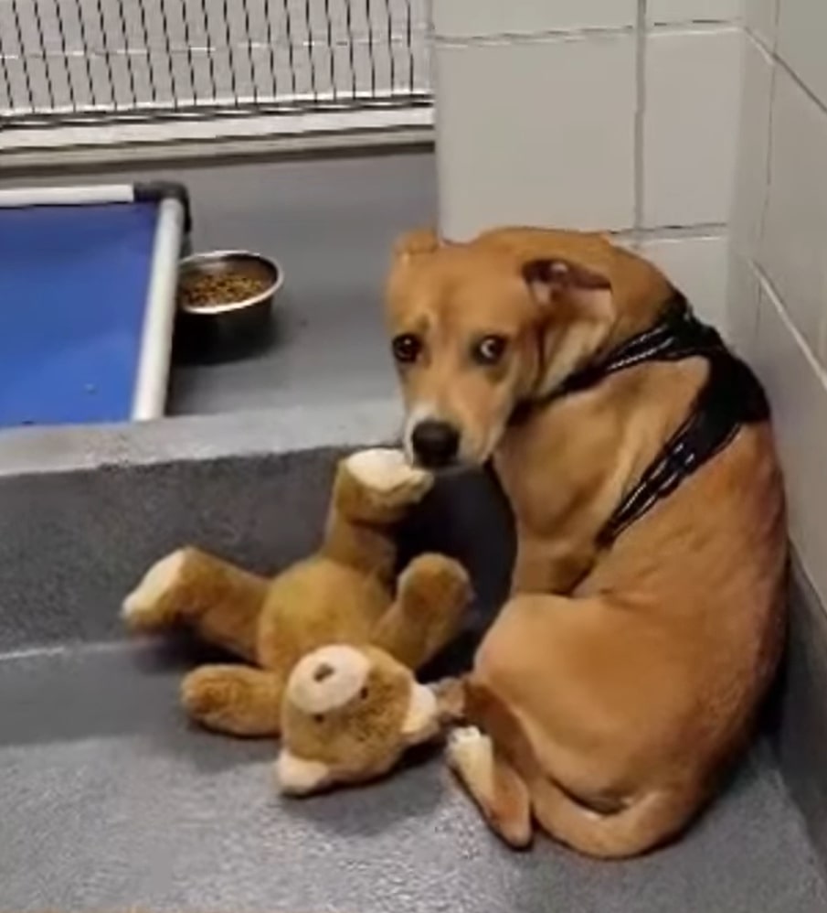 Texas Pup Left At Shelter Finds Healing Through Her Beloved Teddy Bear