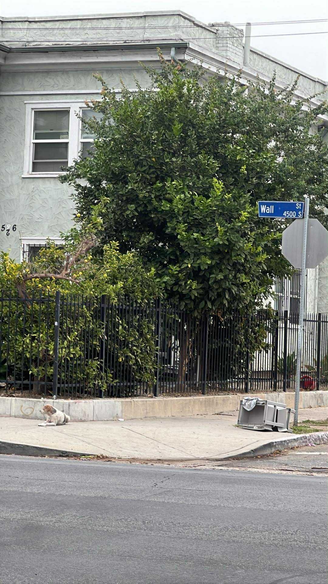 After Two Long Months On The Streets, This California Dog Finally Gets The Life He Deserves