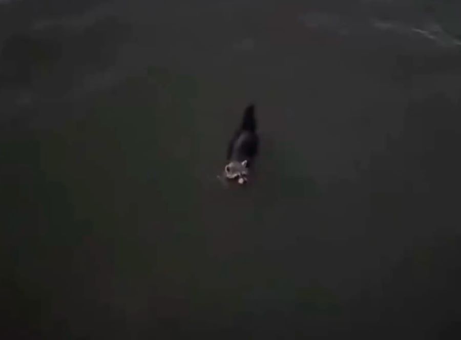 South Carolina Couple Were On A Seaside Walk When They Noticed A Furry Baby Drowning In The Water