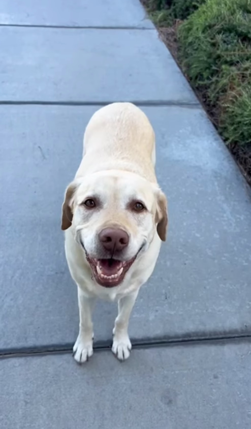 California Dog Would Not Stop Visiting Her Neighbor, And The Reason Is Heartwarming