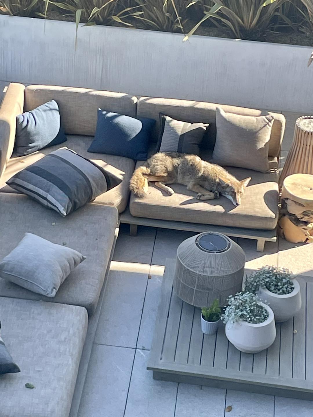 California Homeowner Discovers A Mysterious Figure On His Patio And Learns The Truth About Its Identity