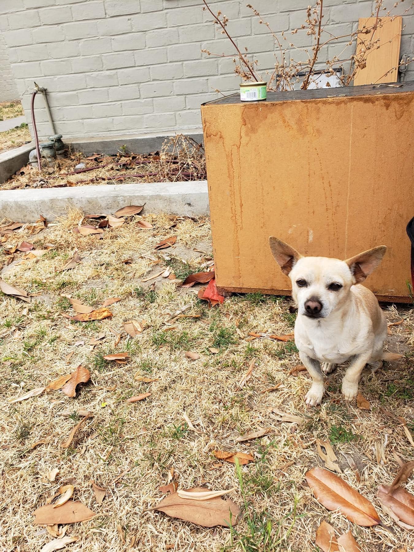 California Pup Found Guarding The Corner Where His Owners Left Him Finally Gets Saved