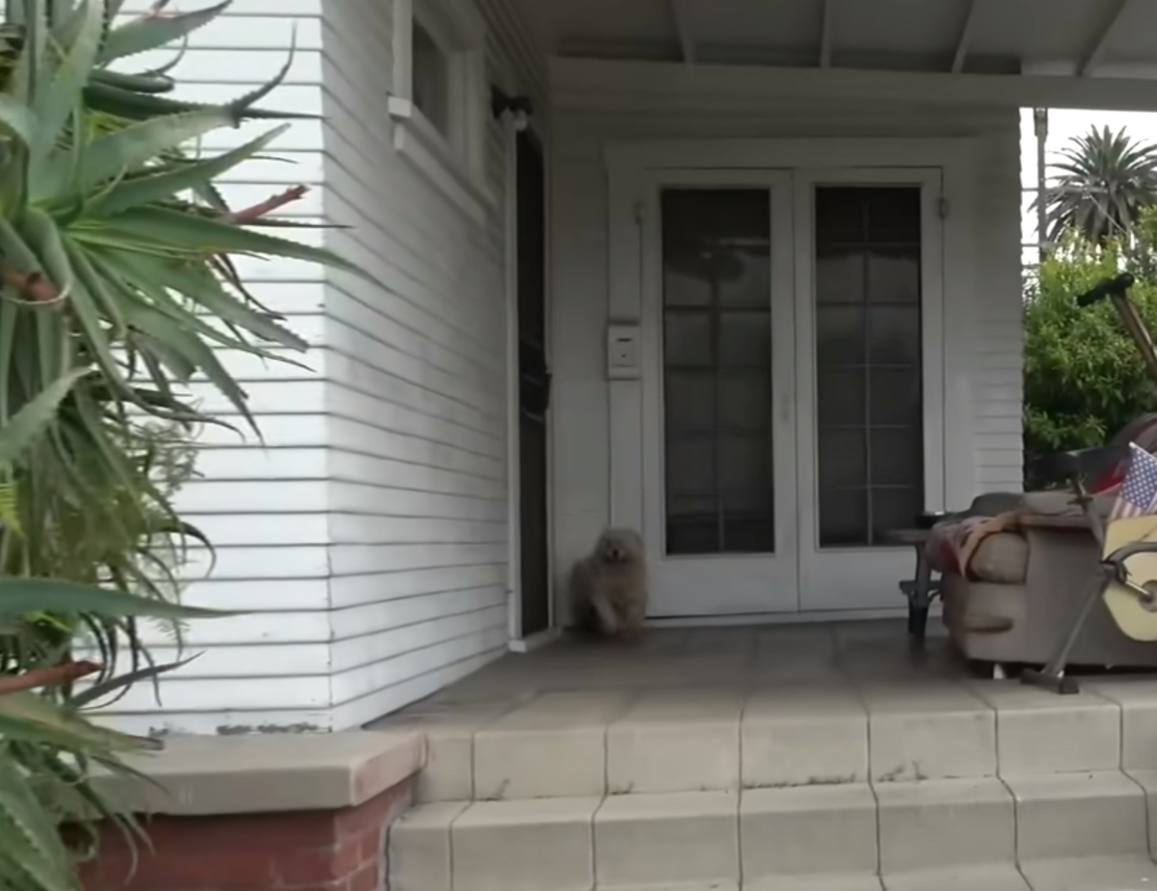 Stray Pup’s Search For Safety Leads To A Loving Forever Home In California