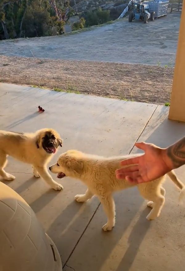 California Couple Finds Three Puppies Roaming Their Yard And Discover A Surprising Truth