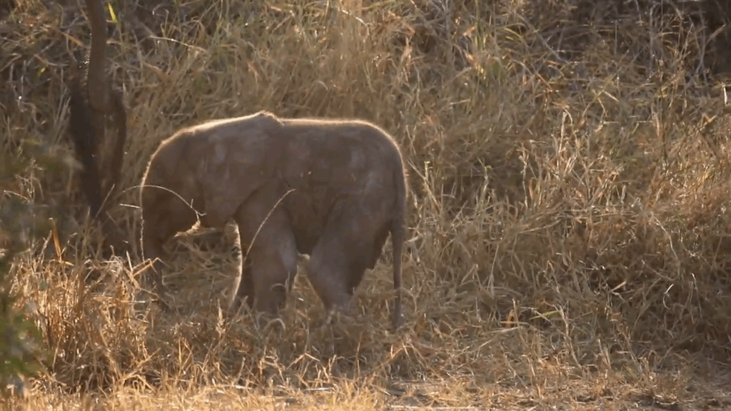 Adorable Baby Elephant Takes First Steps